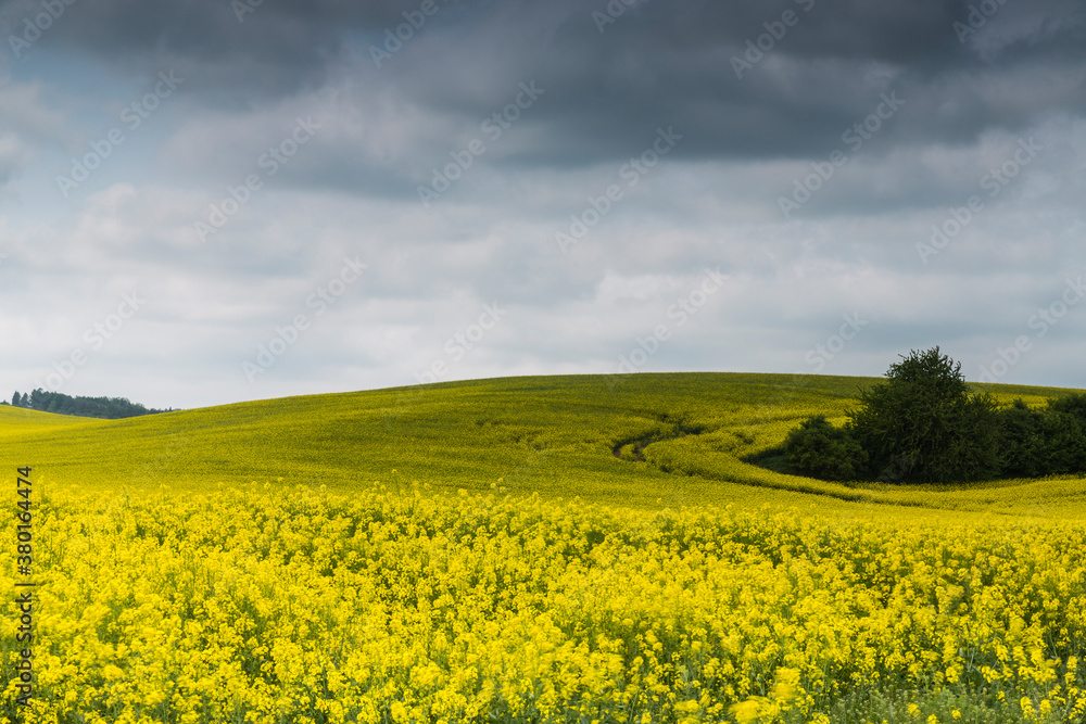 Rapeseed field with dramatic sky Rapeseed field with dramatic sky