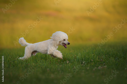 The dog runs with a toy. small white poodle playing on grass