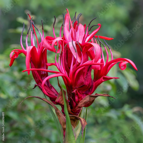 Gymea Lily (Doryanthes excelsa), native to coastal areas near Sydney, NSW, Australia