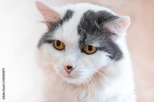 white fluffy cat looks down with interest close up