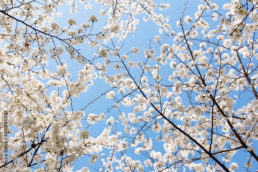 White cherry blossom with blue sky background White cherry blossom with blue sky background