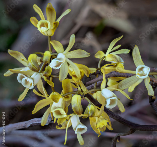 Black Bootlace Orchid (Erythrorchis cassythoides) - rare leafless climbing orchid native to Australia, East & Southeast Asia
