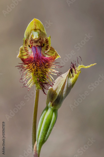 Copper Beard Orchid (Calochilus campestris) with seed pod - approx 15mm dia  - NSW, Australia