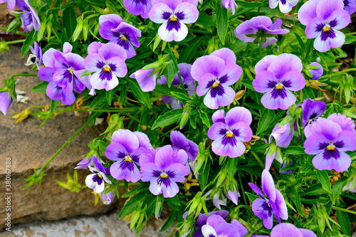 Closeup of colorful pansy flowers in the garden