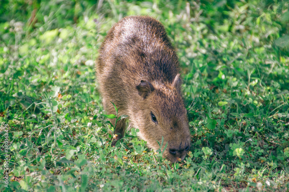 Capybara offspring on grass field Capybara offspring on grass field