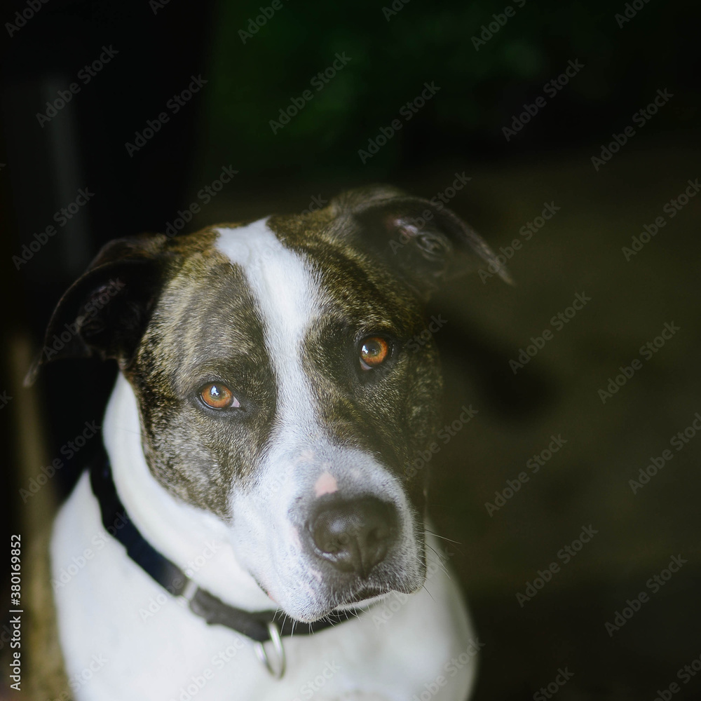 Brindle Pit Bull Brindle Pit Bull