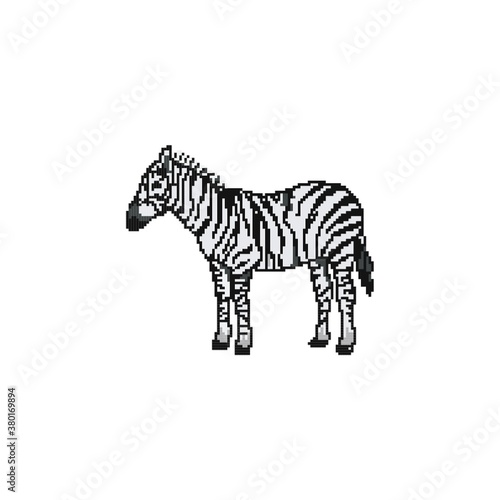 Zebra