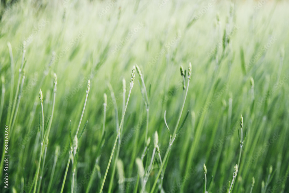 Green grass background Green grass background