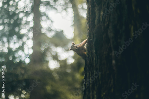 Squirrel on a tree photo