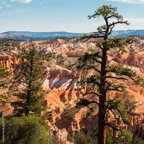 Obraz na plátně Hoodoos of Fairyland Framed By Pondersa Pine Trees,Bryce Canyon National Park, U