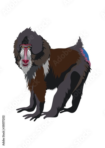 Mandrill
