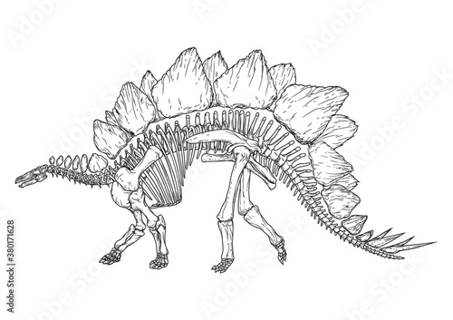 Stegosaurus