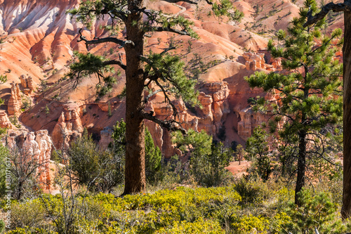 Fotografie Hoodoos of Fairyland Framed By Pondersa Pine Trees,Bryce Canyon National Park, U