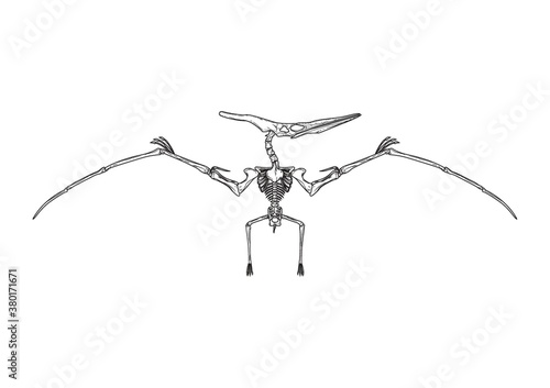 Pteranodon