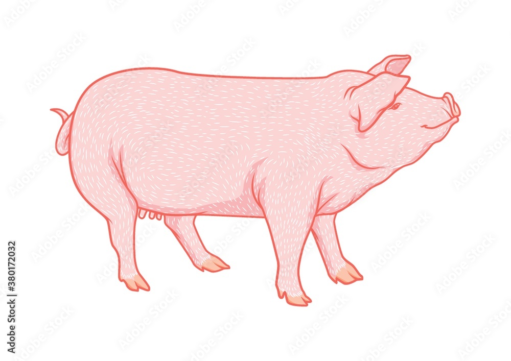 Pig