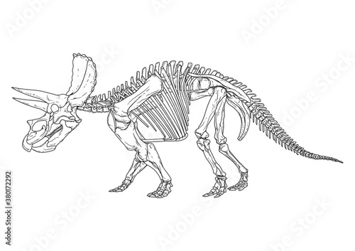 Triceratops