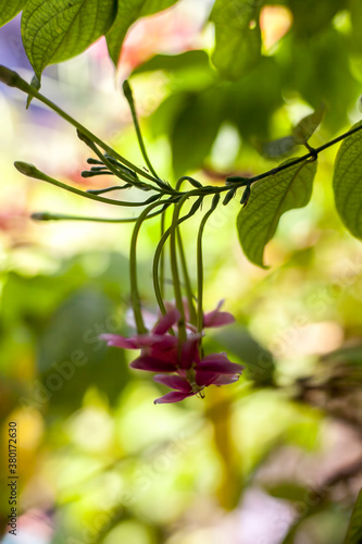 Shot of fresh flowers of Chinese honeysuckle or Rangoon creeper or Madhumalti with blurred background.