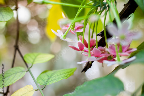 Shot of fresh flowers of Chinese honeysuckle or Rangoon creeper or Madhumalti with blurred background. photo