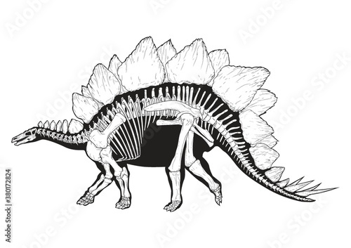 Stegosaurus