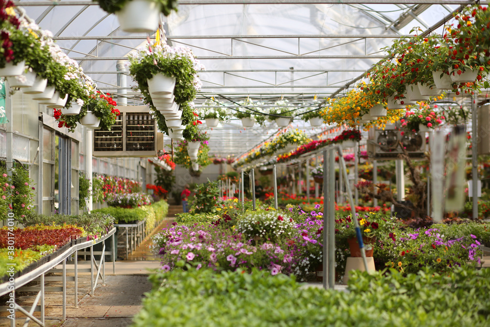 Inside Of A Greenhouse Filled With Seedlings and Flowers Inside Of A Greenhouse Filled With Seedlings and Flowers