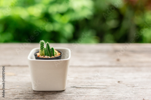 Cactus on wooden table and blurred green nature background