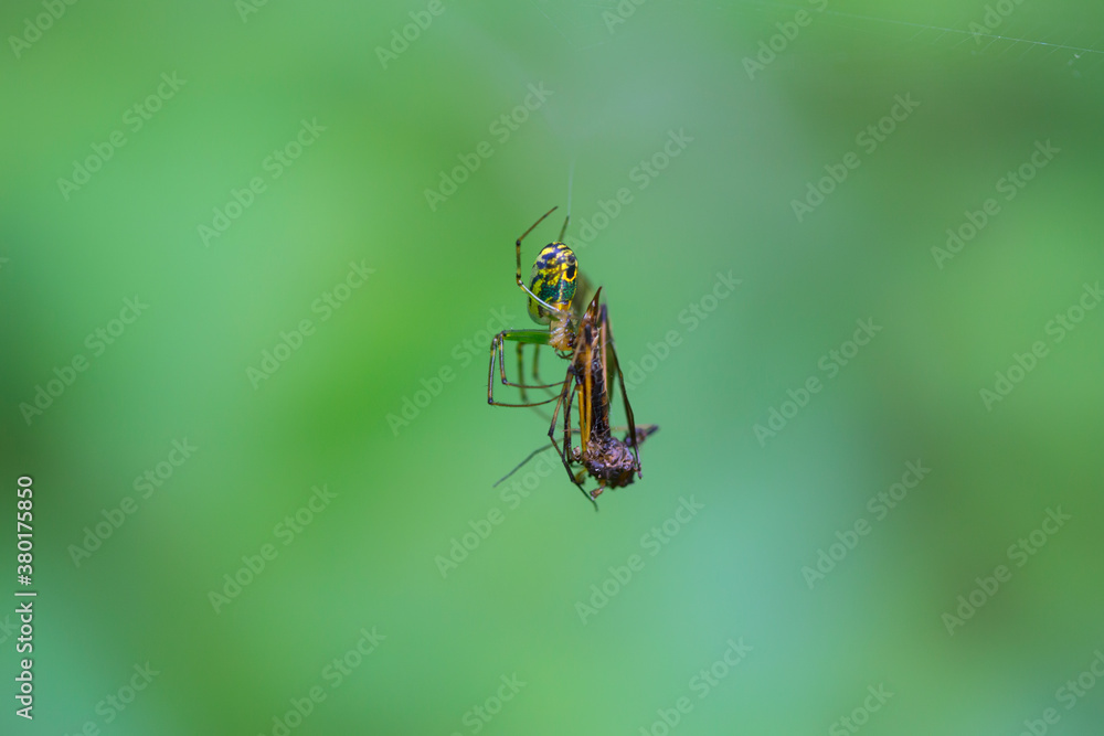 Spider feeding on an insect that's trapped in the spider's web Spider feeding on an insect that's trapped in the spider's web