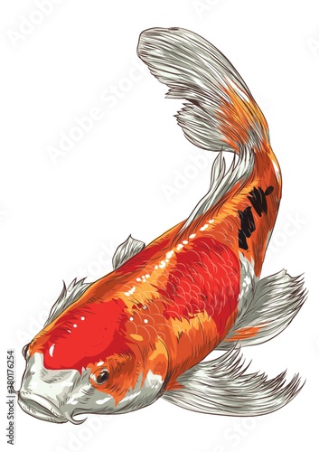 Koi fish