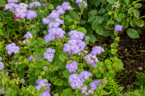 Close up view of bright blue ageratum flowers (bluemink) in a sunny outdoor ornamental butterfly garden 