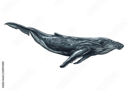Whale