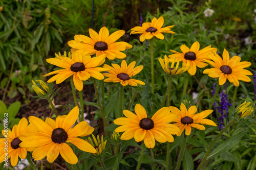 Close up view of bright yellow coneflowers in a sunny outdoor ornamental butterfly garden 