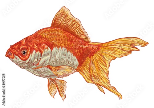 Goldfish