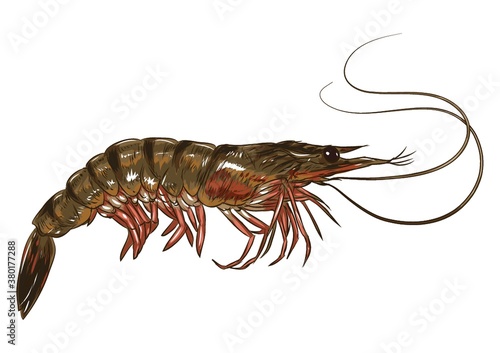 Prawn