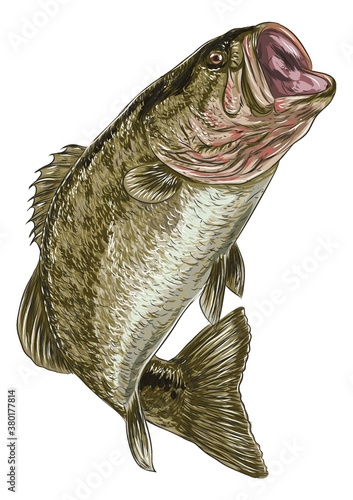 Sea bass