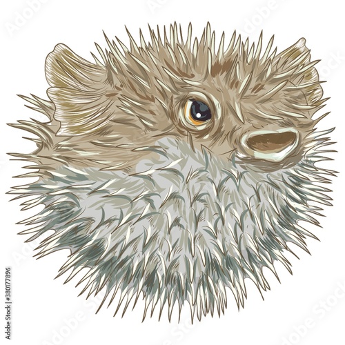 Blowfish