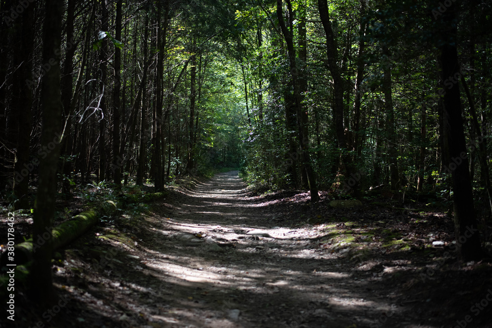Road in the Woods Road in the Woods