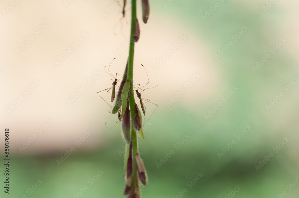 Two Bugs Meet on a Stem Two Bugs Meet on a Stem