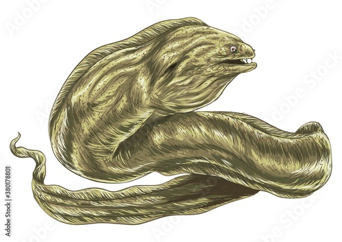 Eel