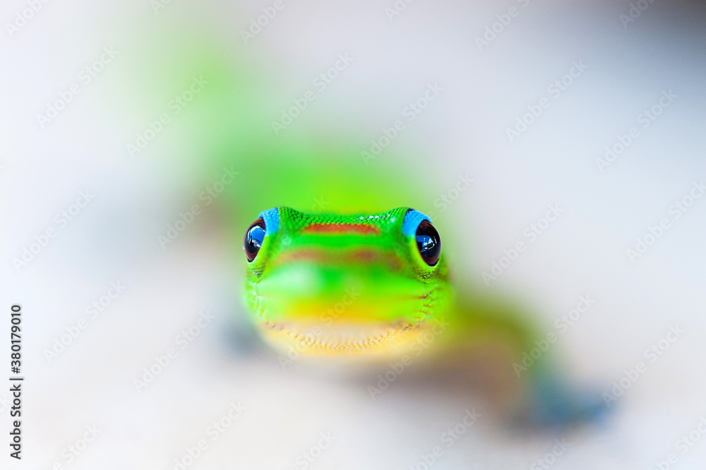 Gecko Gecko