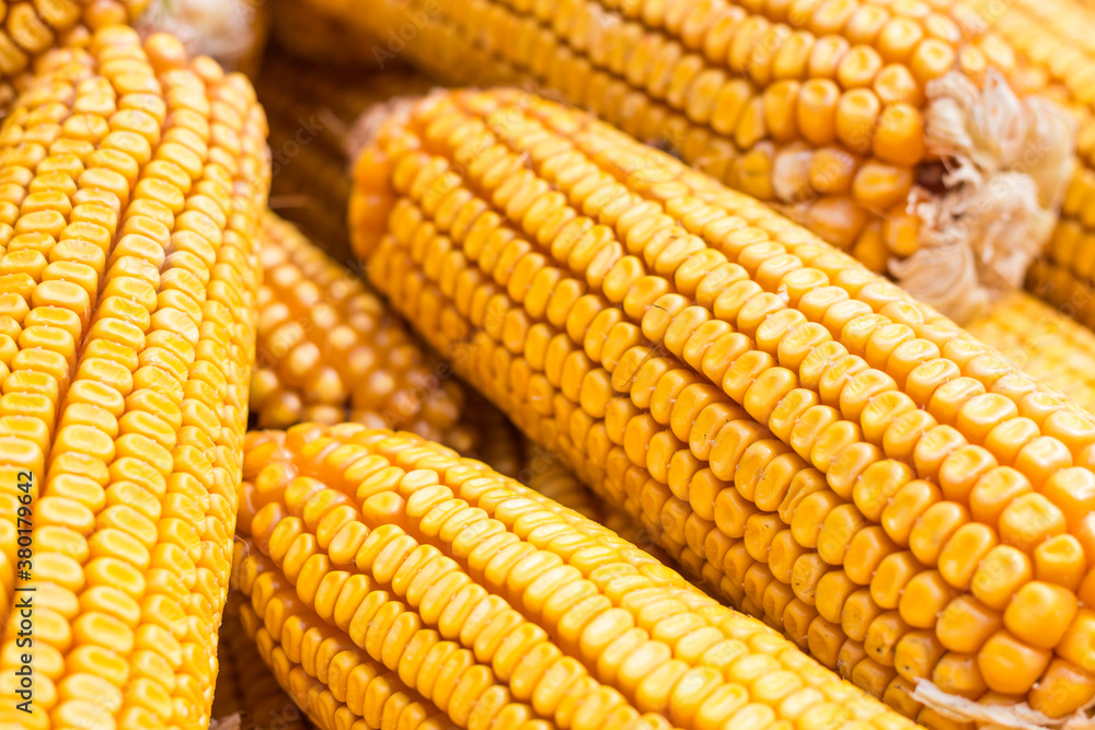 Autumn yields plenty of golden corn