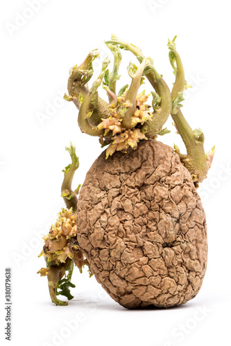 Old wrinckled Potato with green sproutsOld wrinkled Potato with green sprouts on white background photo