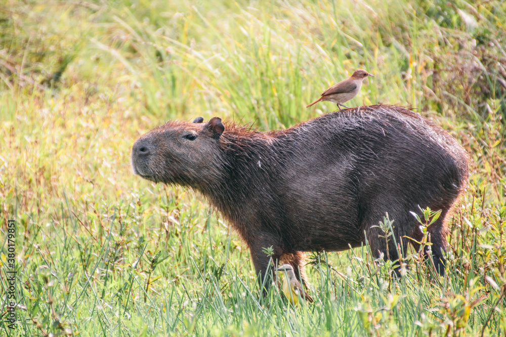 Capybara on a grass field with a bird on his back Capybara on a grass field with a bird on his back