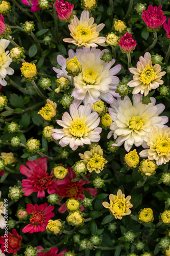 Full frame texture background view of bright autumn blooming Chrysanthemum flowers in a sunny outdoor ornamental garden 
