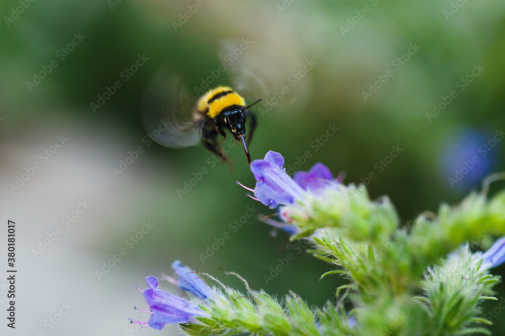 Macro catch of bumblebee flying towards Echium flower with its proboscis stretched out Macro catch of bumblebee flying towards Echium flower with its proboscis stretched out
