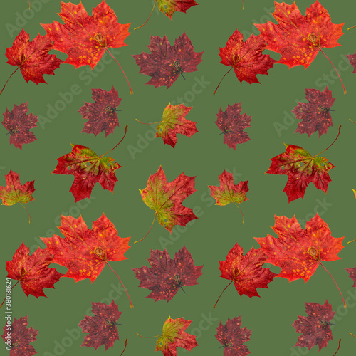 Fototapeta Naklejka Na Ścianę i Meble -  autumn maple leaves