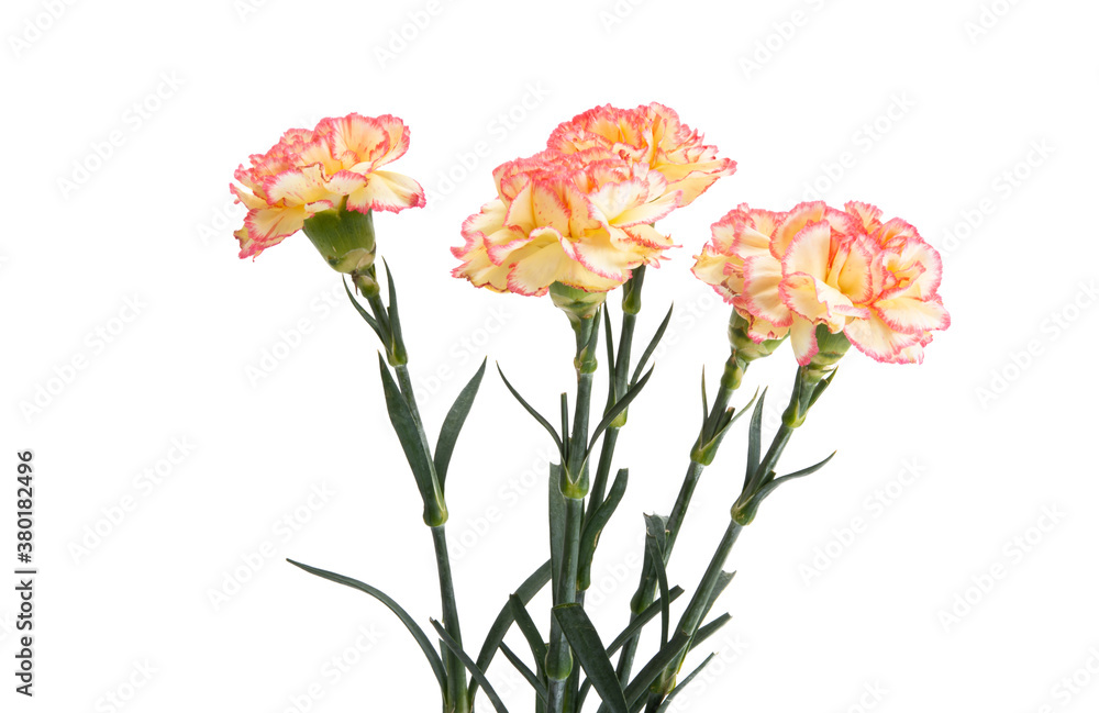 carnation isolated carnation isolated