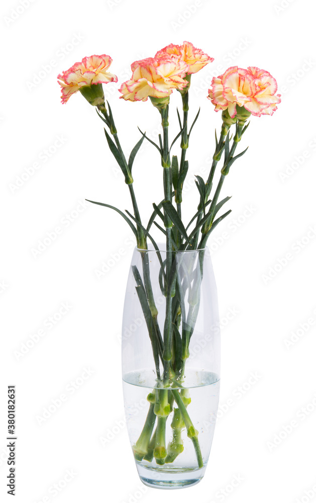 carnation isolated carnation isolated