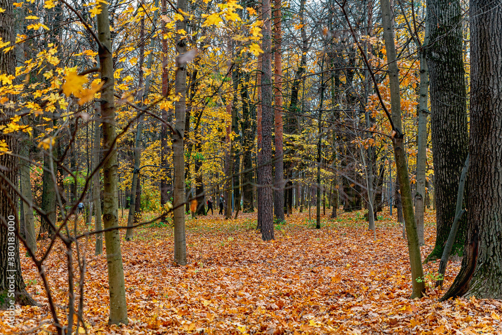 Yellowed trees and fallen leaves in the city Park in cloudy weather. Autumn landscape.
