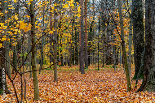 Yellowed trees and fallen leaves in the city Park in cloudy weather. Autumn landscape.