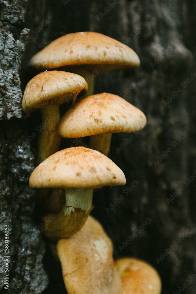 Wild big laughing gym mushrooms growing on a tree stump in a forest Wild big laughing gym mushrooms growing on a tree stump in a forest