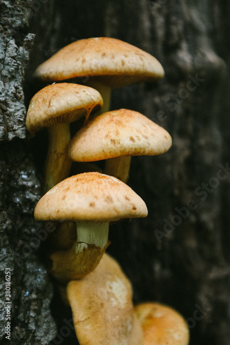 Wild big laughing gym mushrooms growing on a tree stump in a forest photo